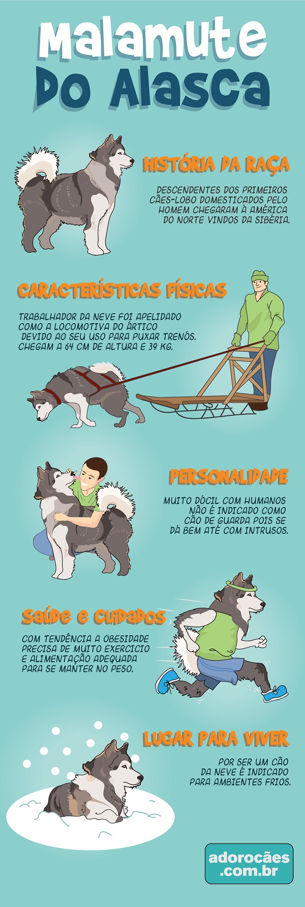 Malamute do Alasca Infografico