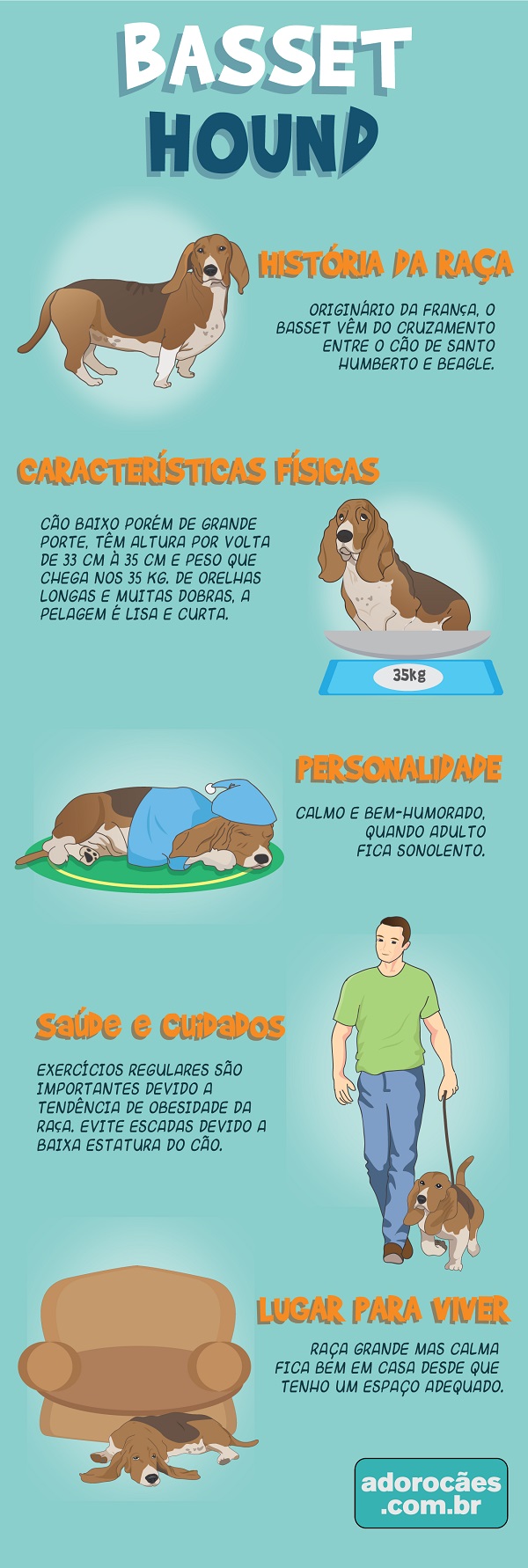 Basset Hound infografico