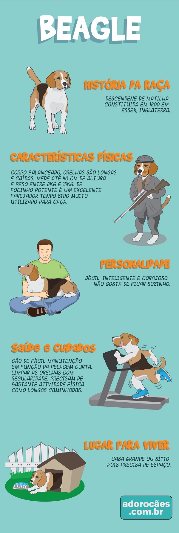 Beagle Infografico