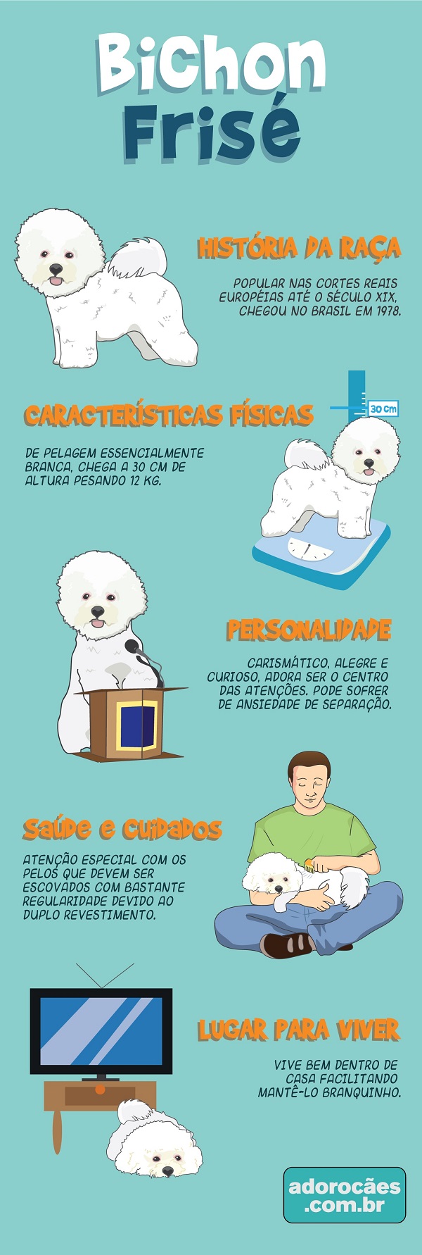 Bichon Frise Infografico