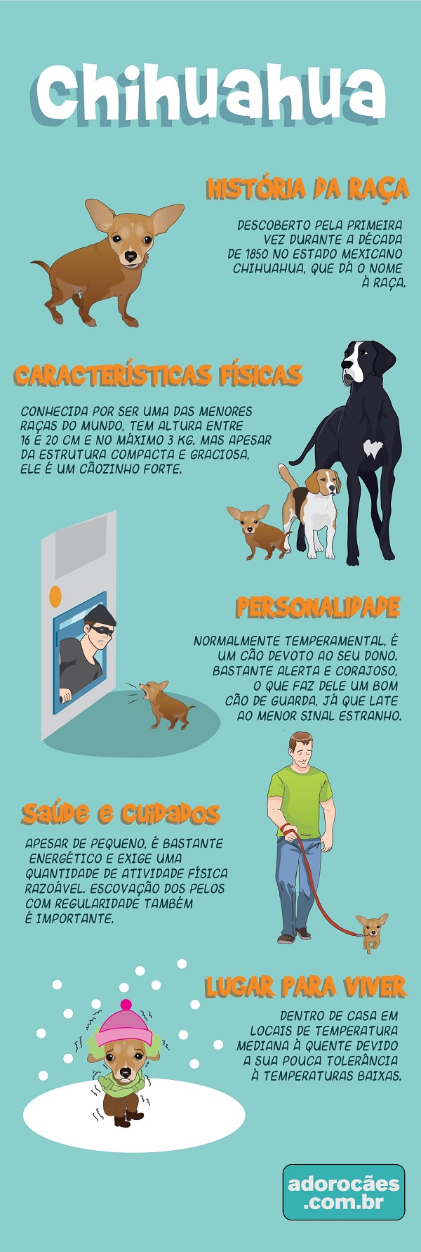 Chihuahua infografico