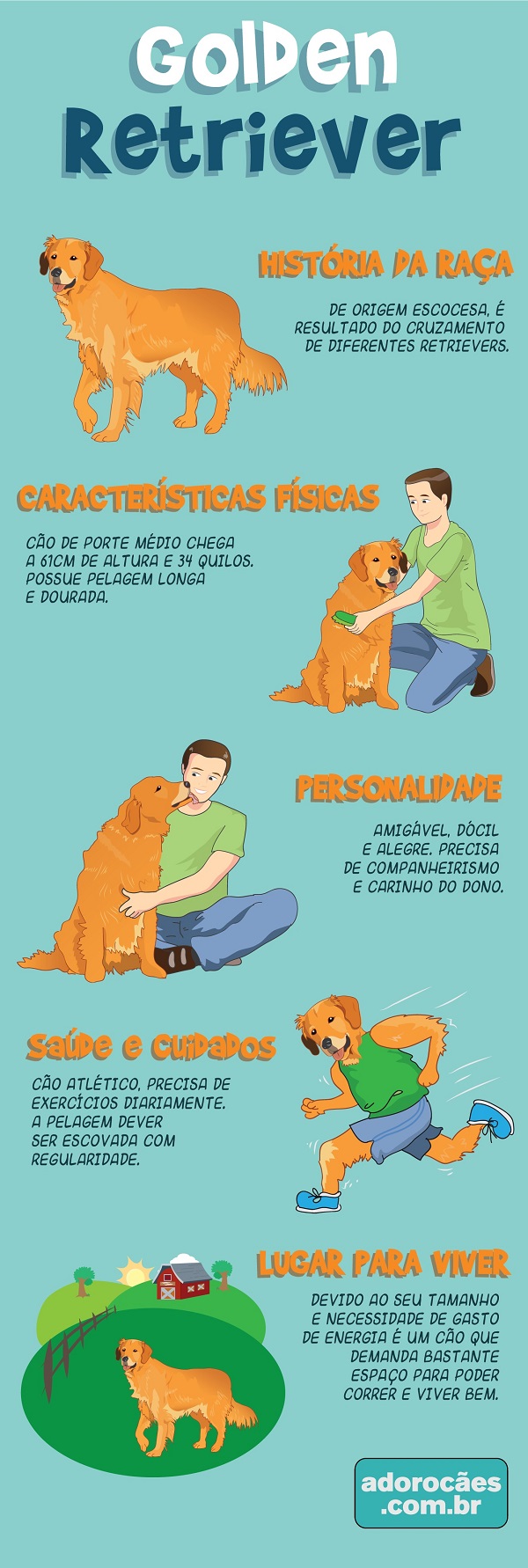 Golden Retriever Infografico