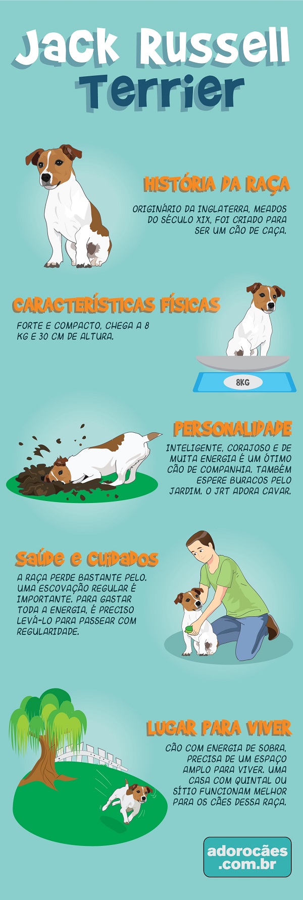 Jack Russell Terrier Infografico