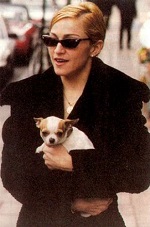 Madonna Chihuahua