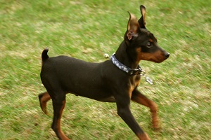 Pinscher