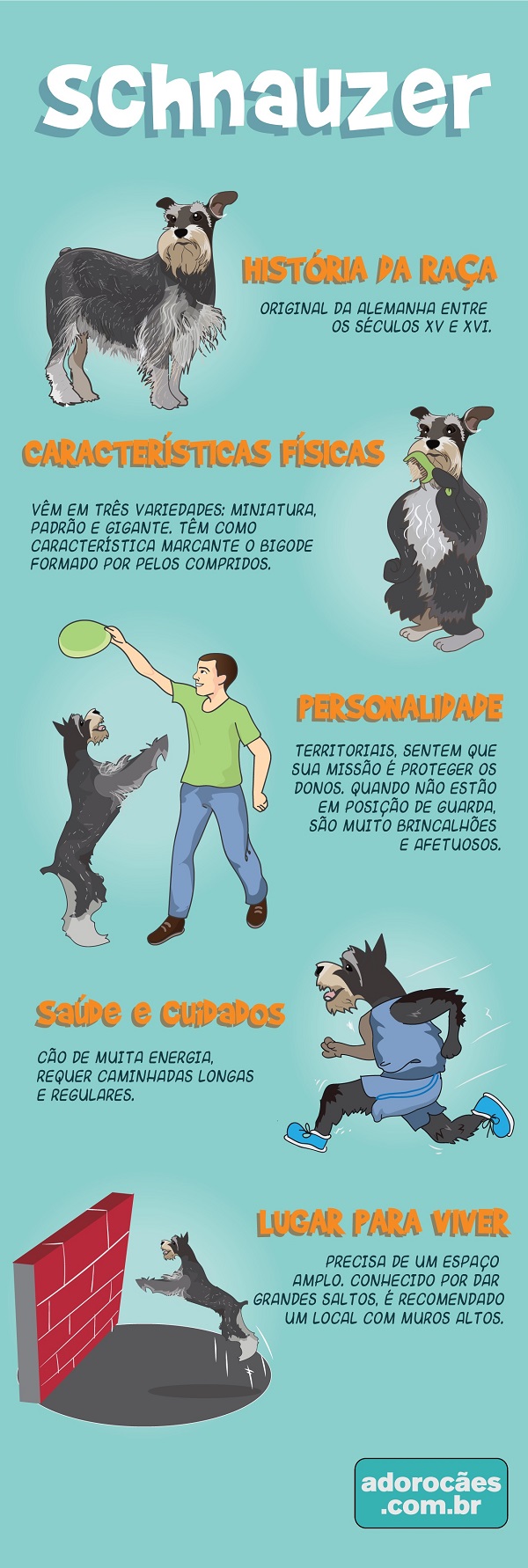 Schnauzer infografico