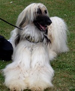 afghan hound