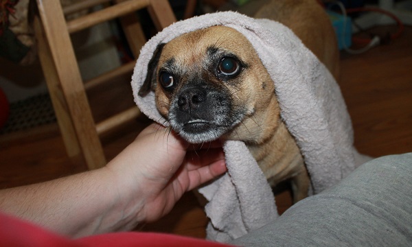 como dar banho seco em cachorro