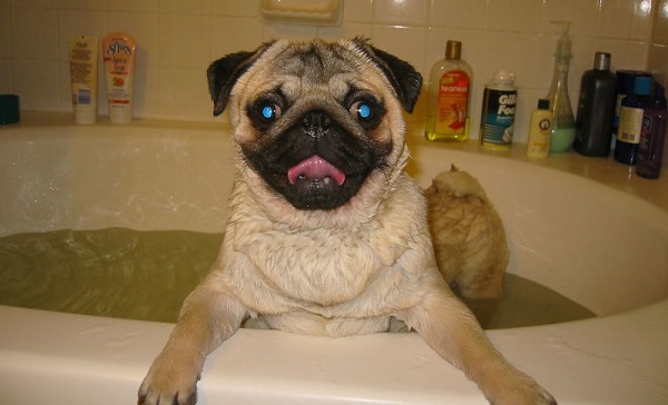 Quando dar o primeiro banho no cachorro
