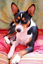 basenji