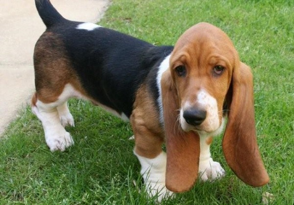 basset hound