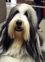 bearded collie