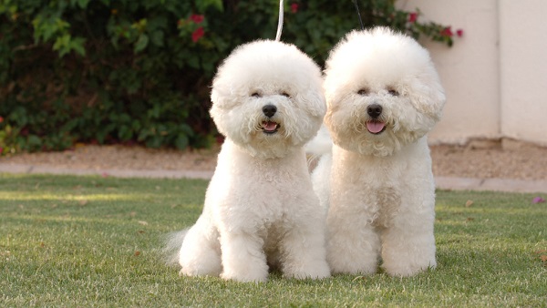 bichon frise