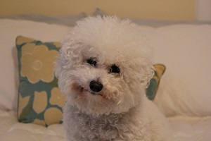 bichon frise