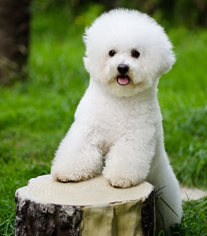 bichon frise