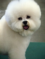 bichon frise