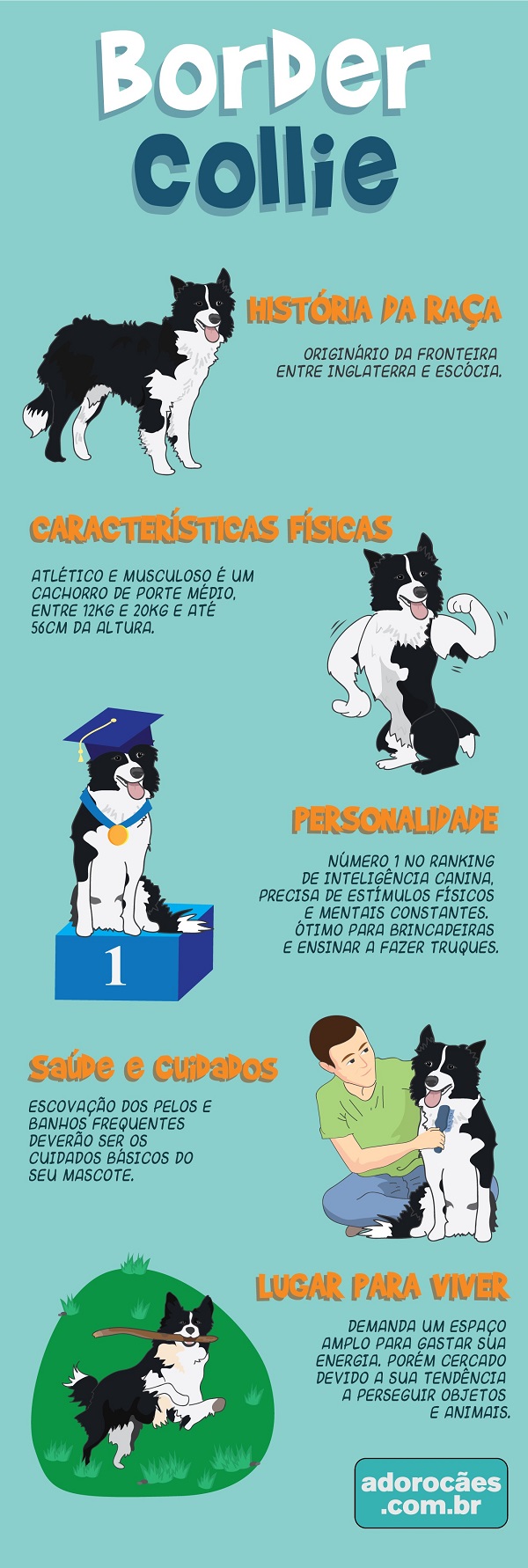 border collie infografico