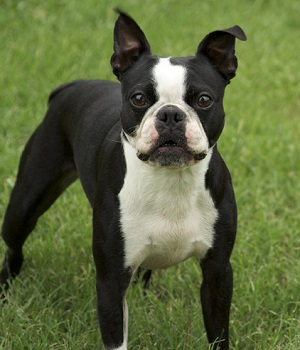 boston terrier