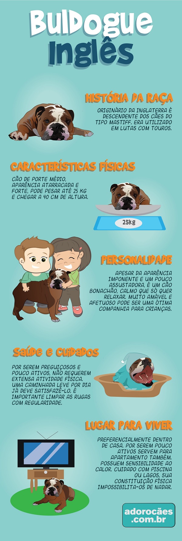 buldogue ingles infografico