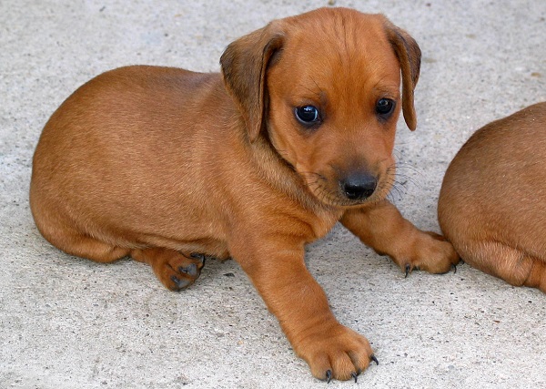 cachorrinho