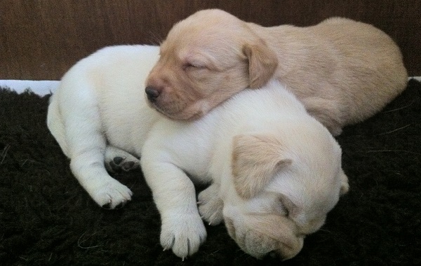 Nomes fofos para cachorros filhotes