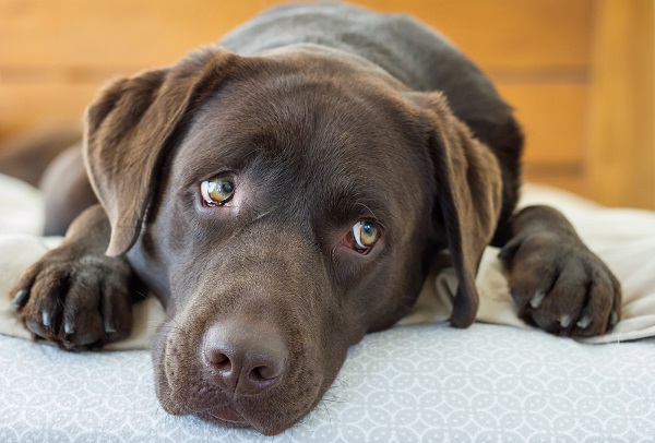 cachorro marron