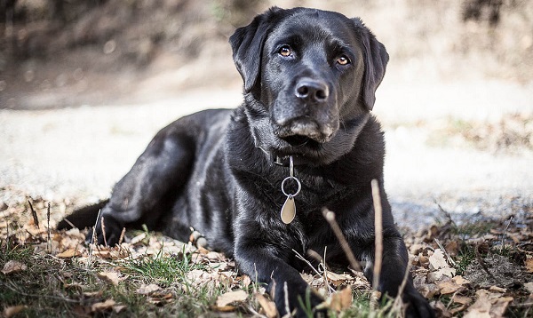 cachorro preto