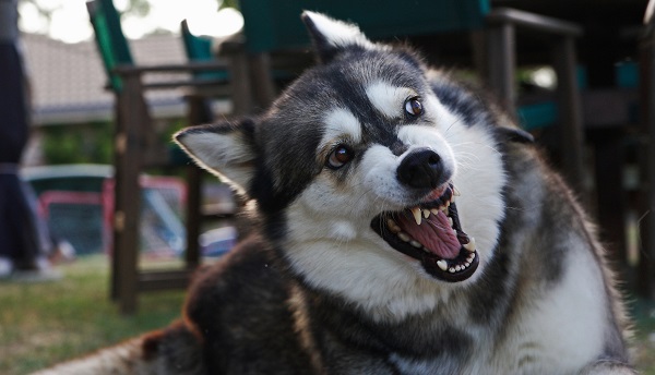 Como o cachorro pega raiva