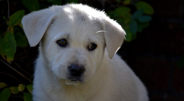 nomes de cachorros mais usados