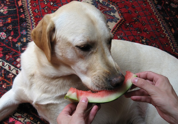 cachorro pode comer melancia