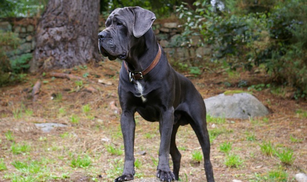 cane corso