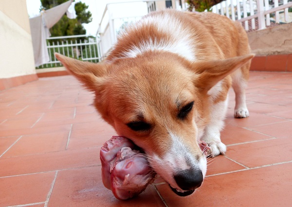 carne crua para cachorro