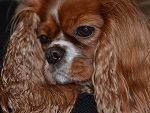 cavalier king charles spaniel