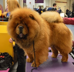 chow chow