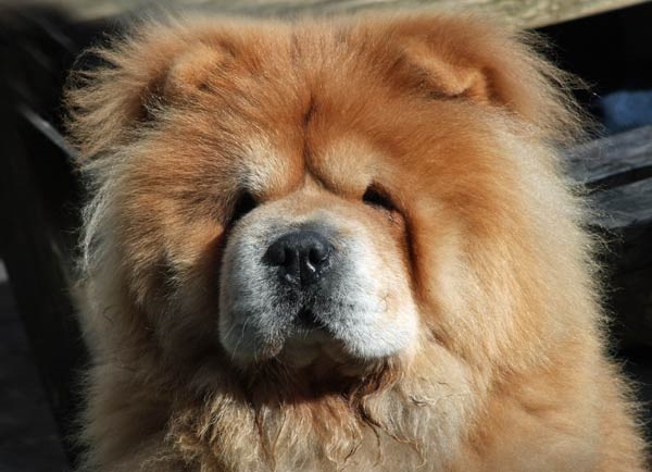 Como criar um Chow Chow