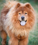 chow chow