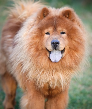 chow chow