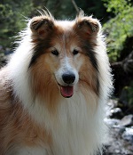 collie