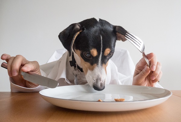 Quantidade de comida para cachorro