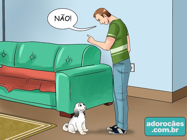 como fazer o cachorro parar de morder - passo 1