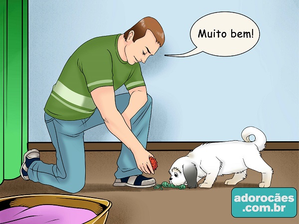 como fazer o cachorro parar de morder - passo 5