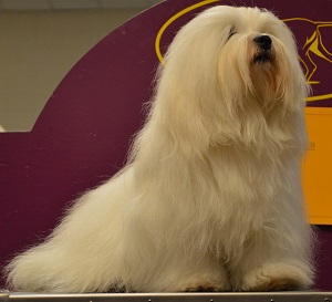 coton de tulear