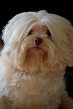 coton de tulear