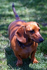 dachshund