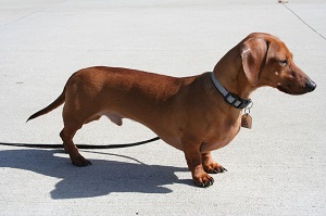 dachshund