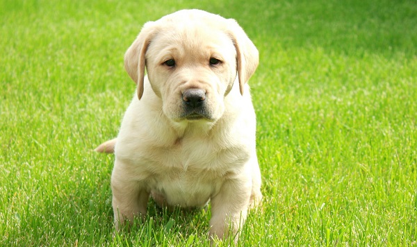 Nome de cachorro macho filhote - AdoroCães.com.br - Para Apaixonados por  Cães!