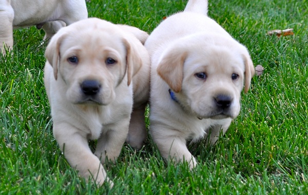 Até quantos meses o cachorro cresce