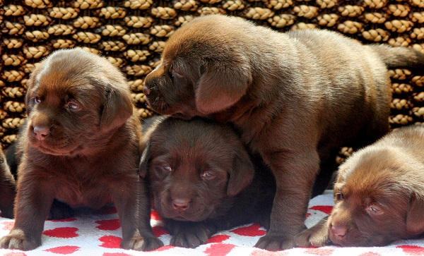 Como Cuidar Filhotes de Cachorro Recém Nascidos