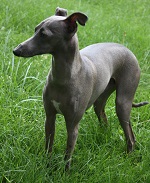 galgo italiano