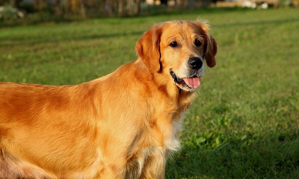 golden retriever